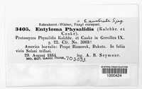 Entyloma physalidis image